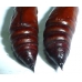 Proserpinus proserpina 15 eggs or 10 larvae according to availability 